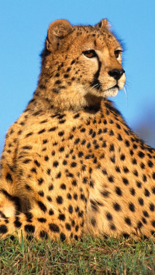 Das Fast Predator Cheetah Wallpaper 640x1136