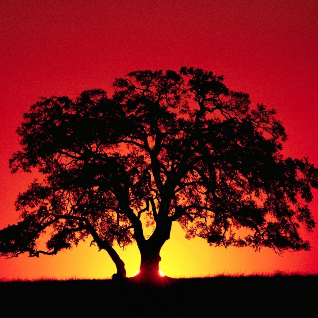 Das Kenya Savannah Sunset Wallpaper 1024x1024