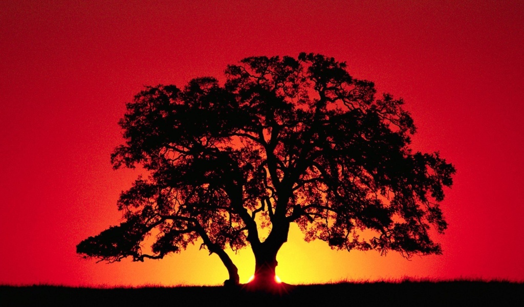 Обои Kenya Savannah Sunset 1024x600