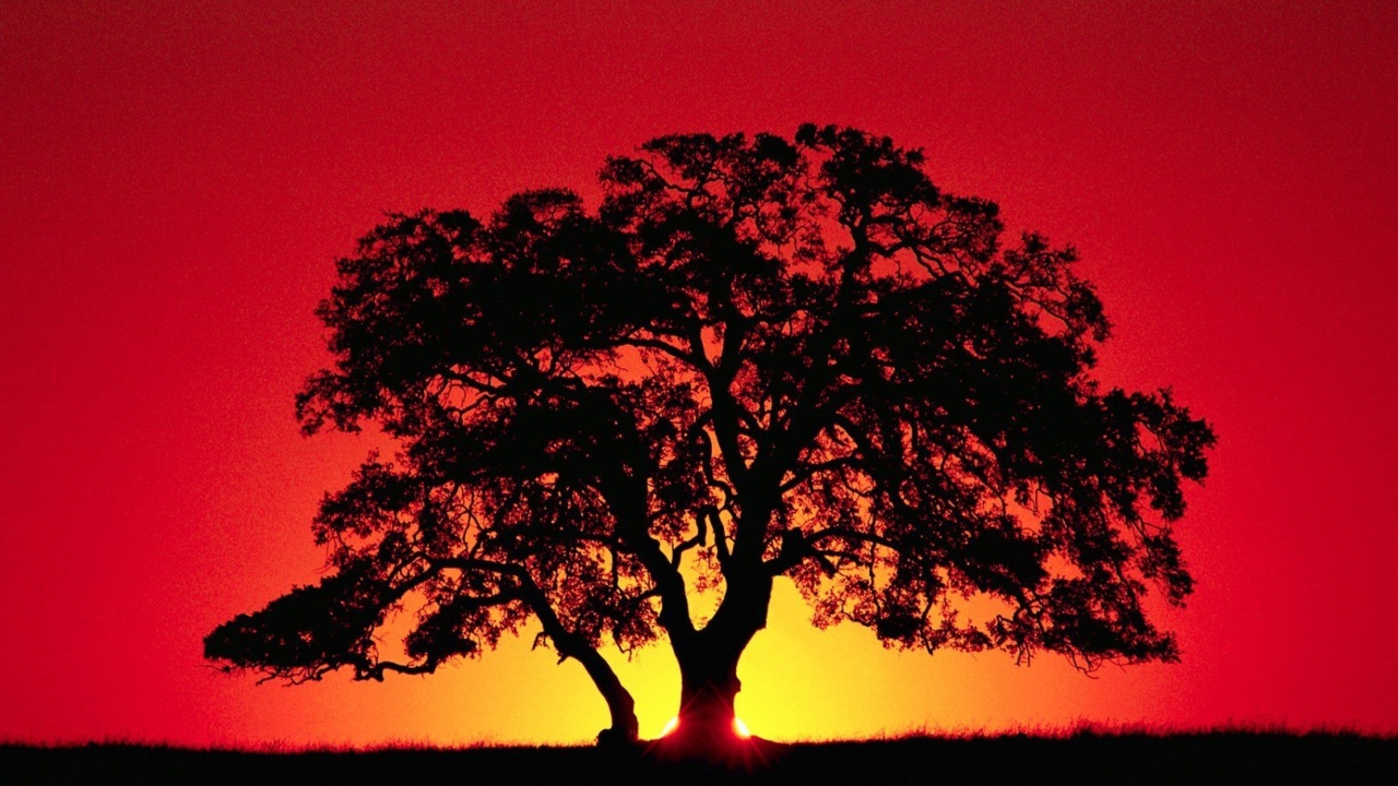 Обои Kenya Savannah Sunset 1280x720