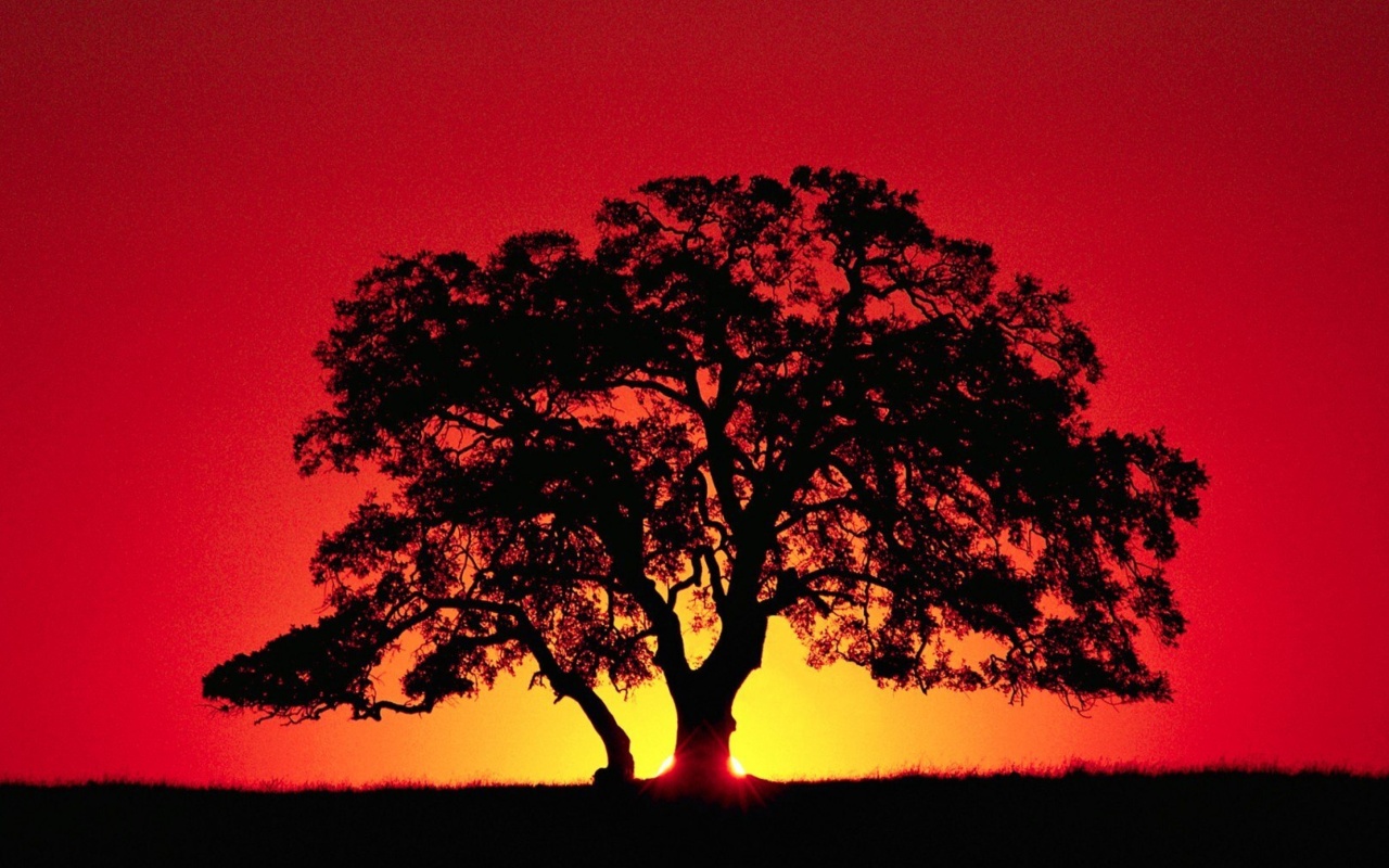 Kenya Savannah Sunset wallpaper 1280x800