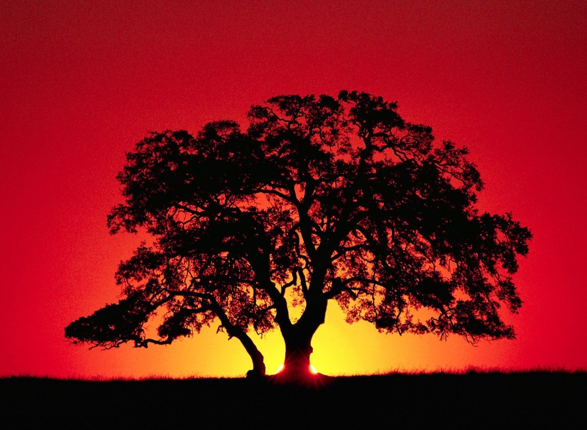 Screenshot №1 pro téma Kenya Savannah Sunset 1920x1408