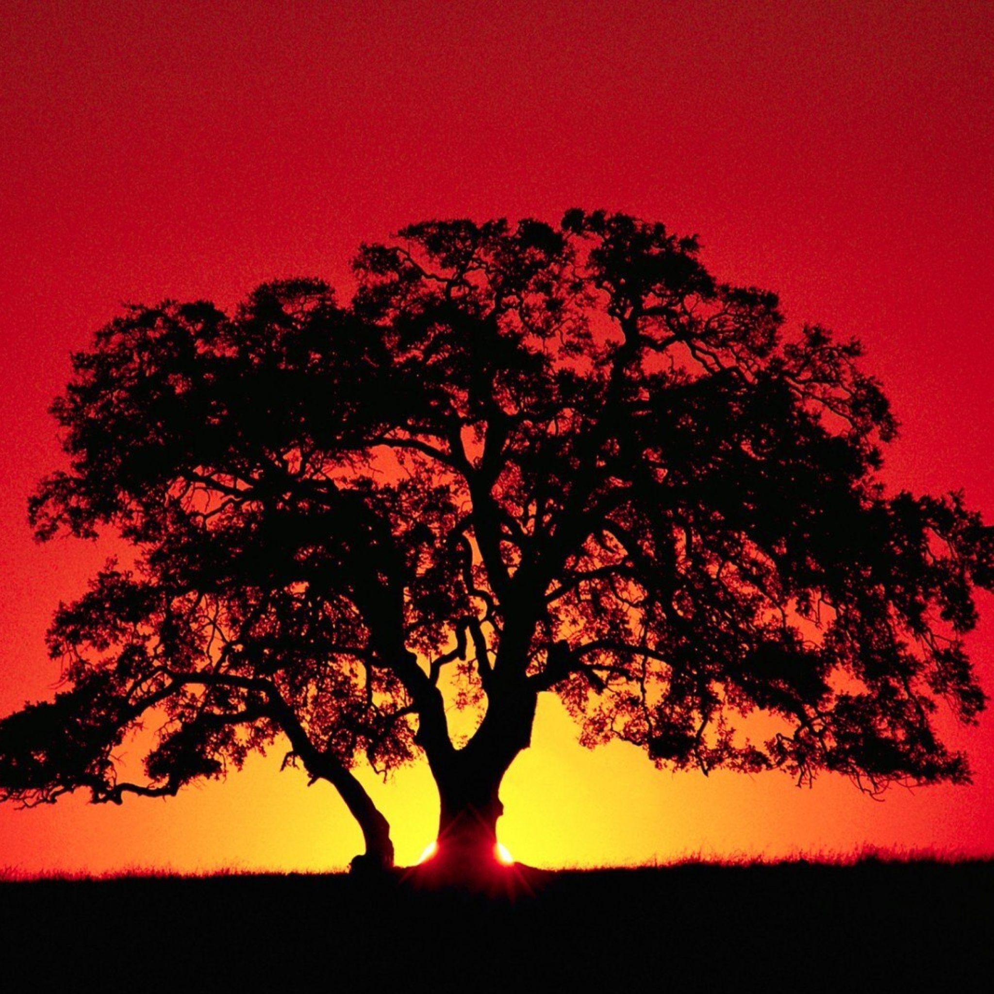 Screenshot №1 pro téma Kenya Savannah Sunset 2048x2048