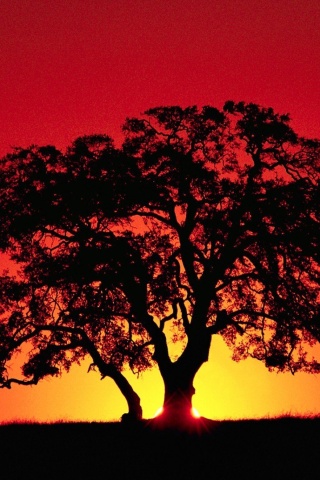 Das Kenya Savannah Sunset Wallpaper 320x480