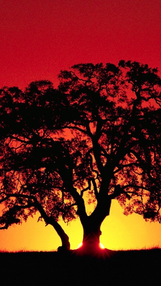 Обои Kenya Savannah Sunset 640x1136