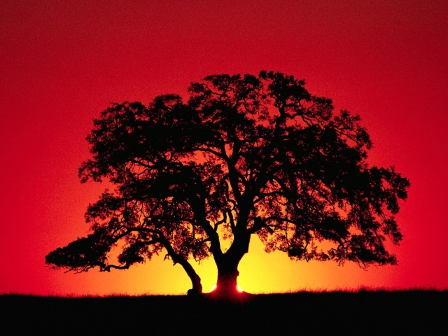 Kenya Savannah Sunset wallpaper 640x480
