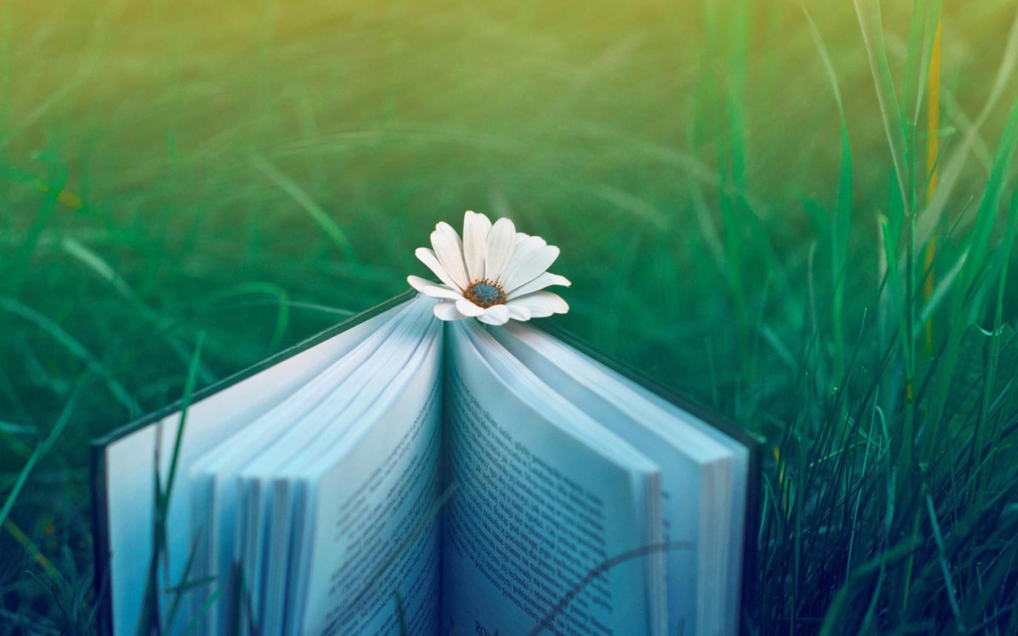 Screenshot №1 pro téma Flower And Book 1440x900