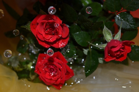 Sfondi Drops on roses 480x320