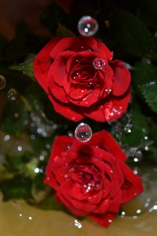 Das Drops on roses Wallpaper 640x960