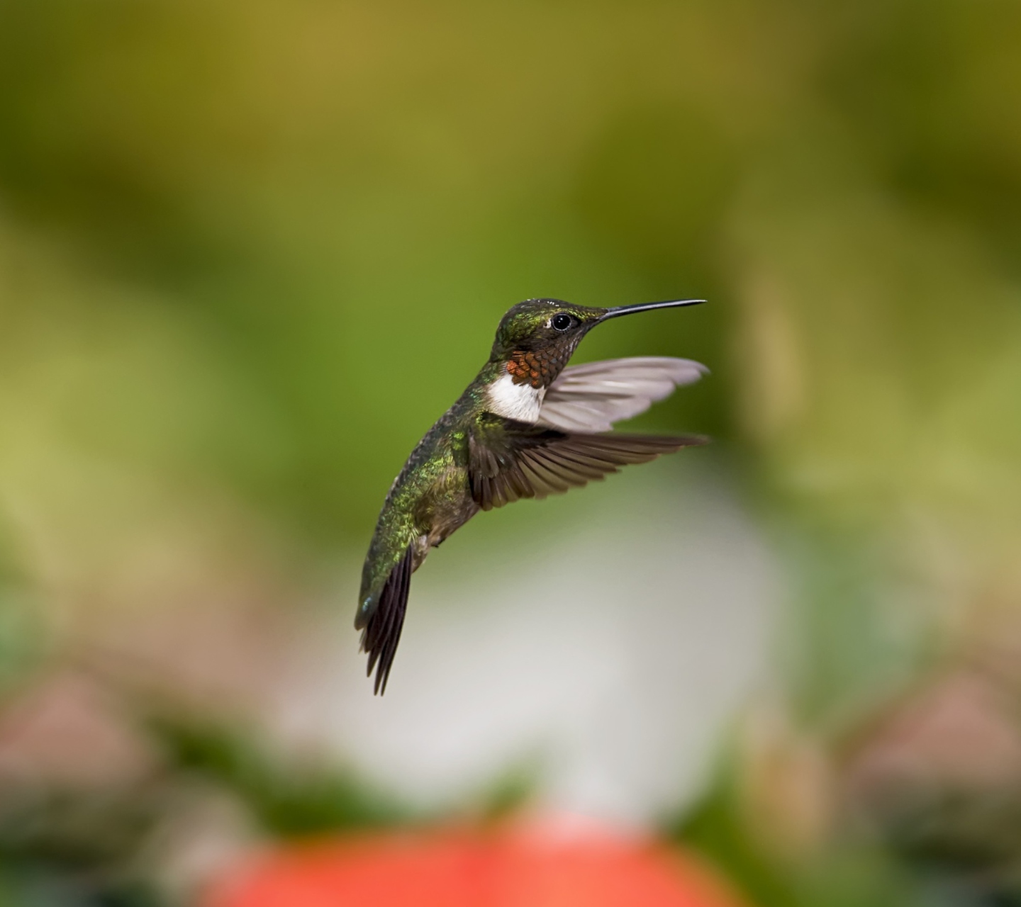 Hummingbird wallpaper 1440x1280