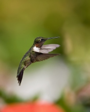 Hummingbird screenshot #1 176x220