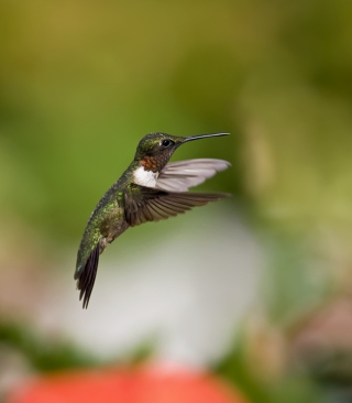 Hummingbird - Obrázkek zdarma pro Nokia Asha 309