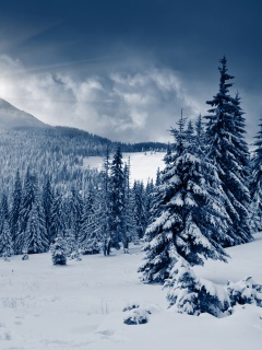 Das Spruces in Winter Forest Wallpaper 240x320