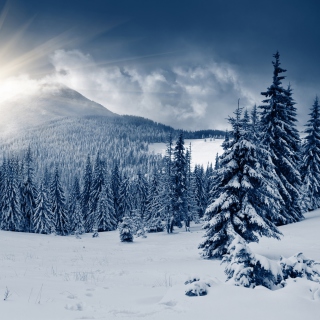 Spruces in Winter Forest sfondi gratuiti per 128x128