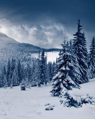 Spruces in Winter Forest - Obrázkek zdarma pro 1080x1920