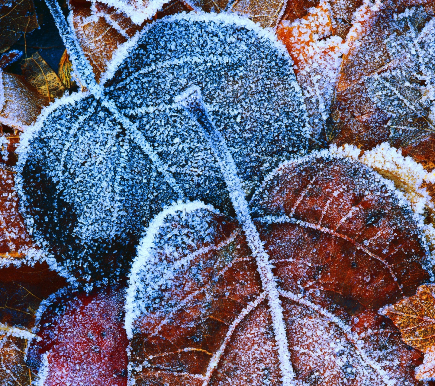 Screenshot №1 pro téma Frosty Autumn Leaves 1440x1280