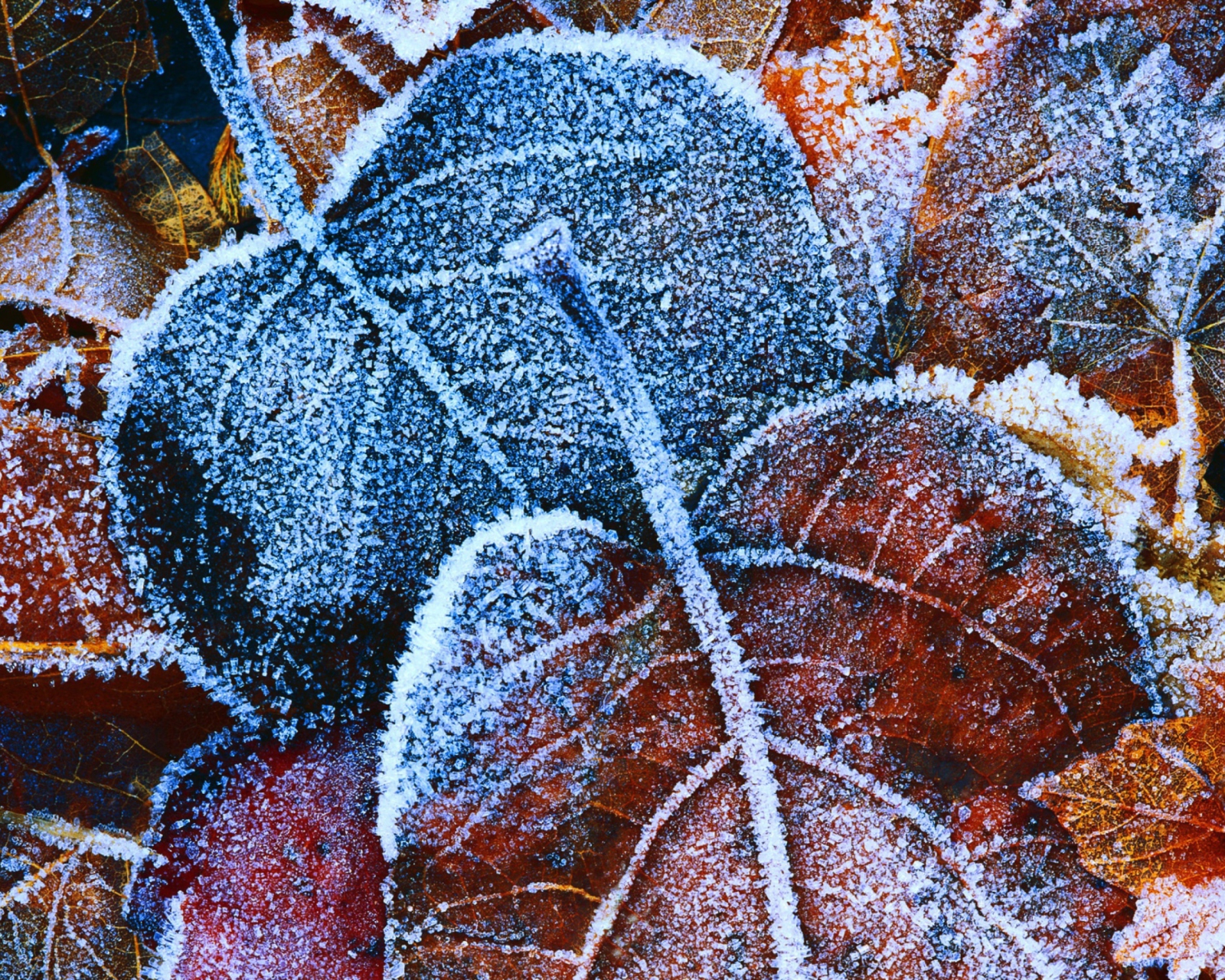 Screenshot №1 pro téma Frosty Autumn Leaves 1600x1280