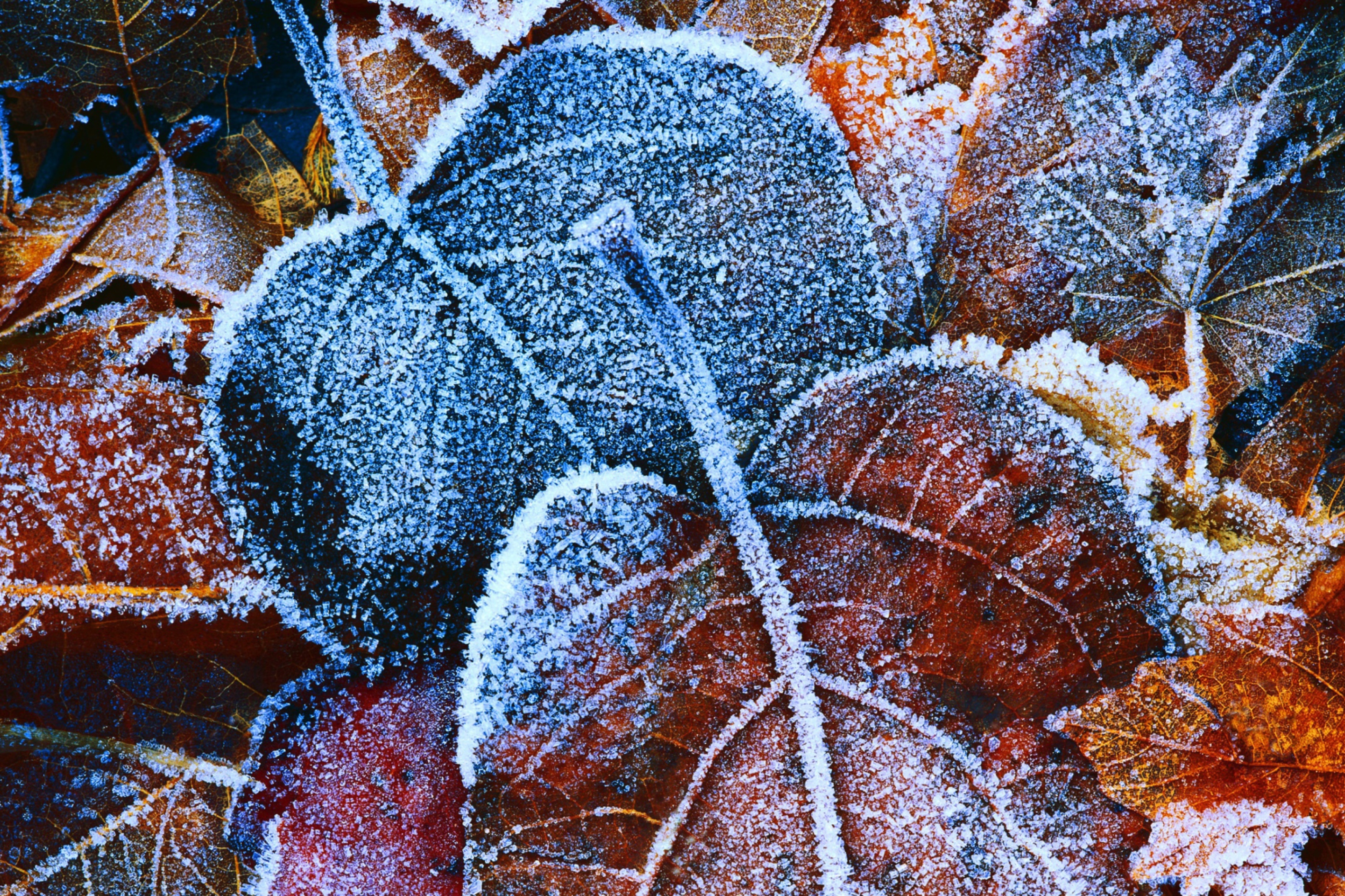 Обои Frosty Autumn Leaves 2880x1920