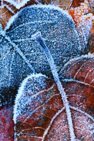 Обои Frosty Autumn Leaves 320x480