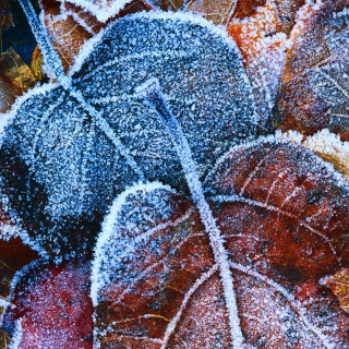 Kostenloses Frosty Autumn Leaves Wallpaper für 208x208