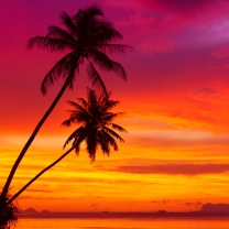 Обои Amazing Pink And Orange Tropical Sunset 208x208