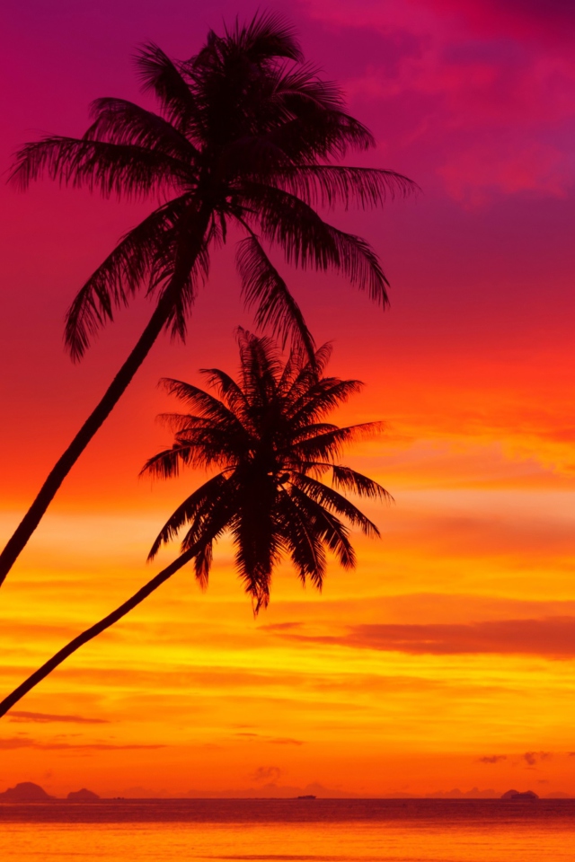 Das Amazing Pink And Orange Tropical Sunset Wallpaper 640x960
