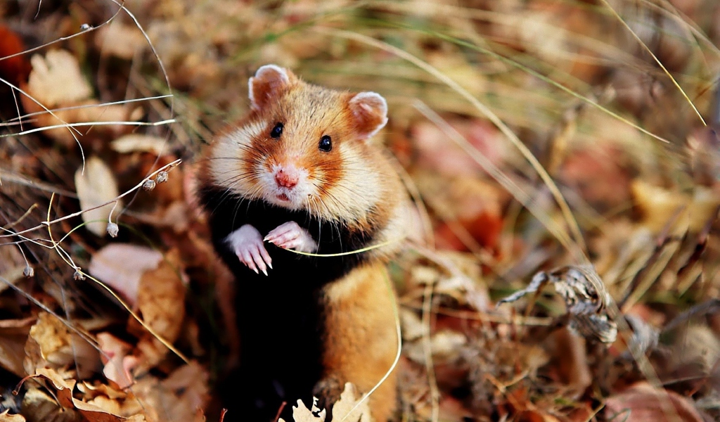 Cute Hamster wallpaper 1024x600