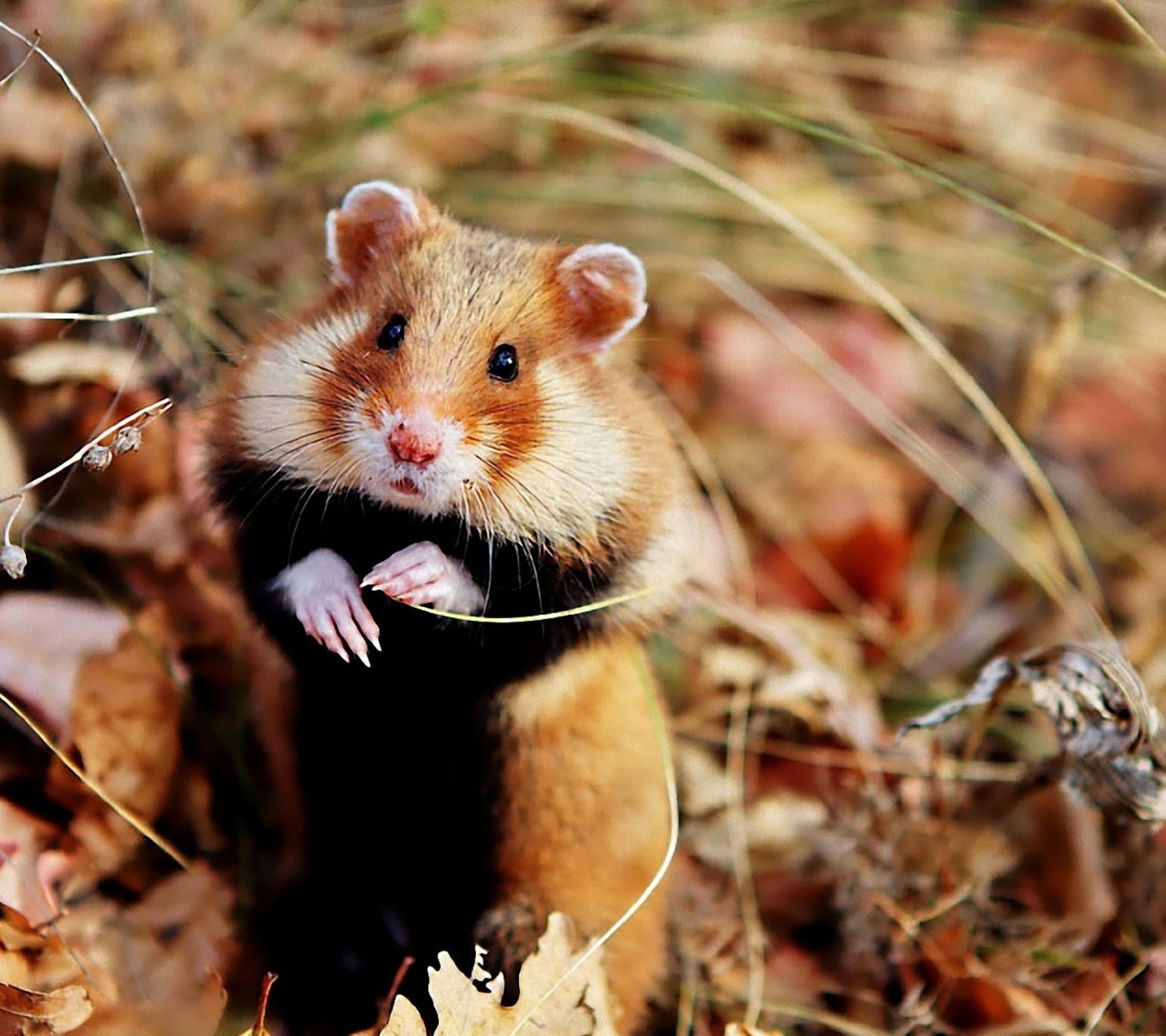 Fondo de pantalla Cute Hamster 1440x1280