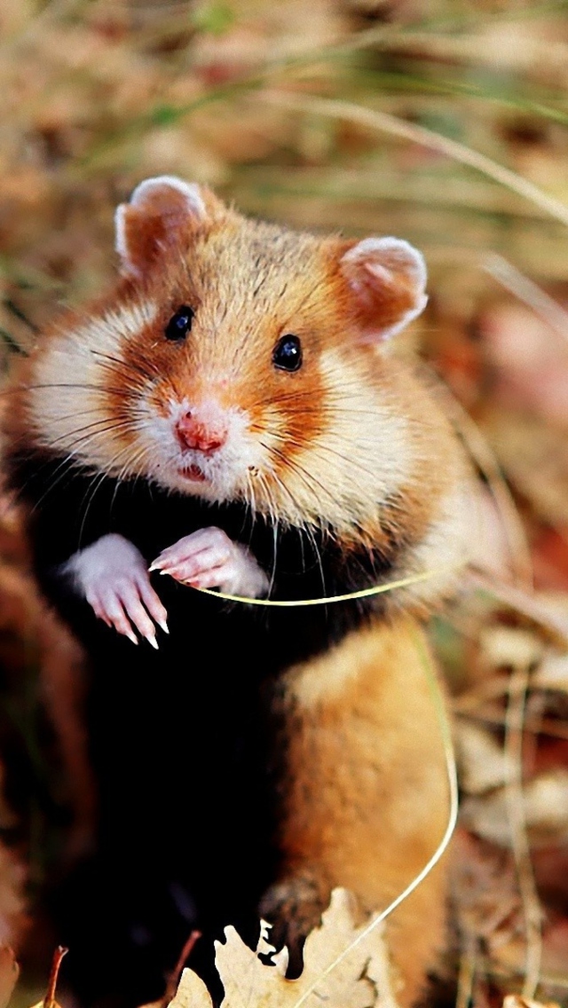 Fondo de pantalla Cute Hamster 640x1136