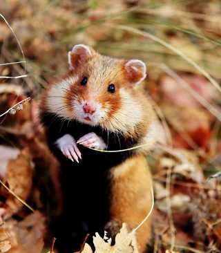 Cute Hamster - Obrázkek zdarma pro iPhone 4S