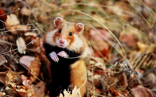 Cute Hamster - Obrázkek zdarma pro 1024x768