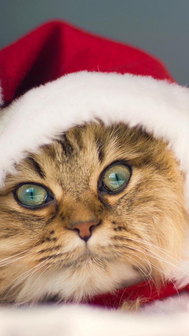 Screenshot №1 pro téma Cute Christmas Cat 640x1136
