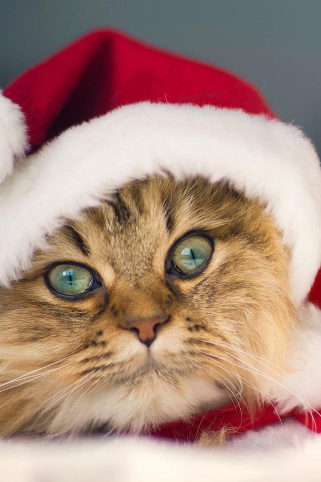 Cute Christmas Cat wallpaper 640x960