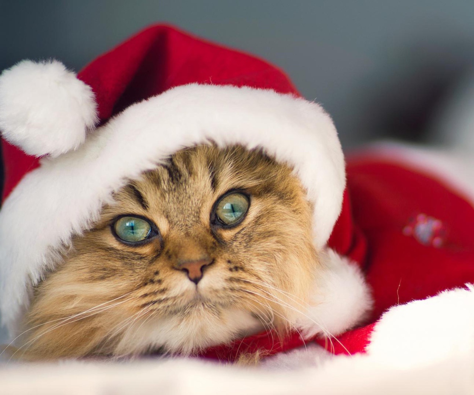 Обои Cute Christmas Cat 960x800