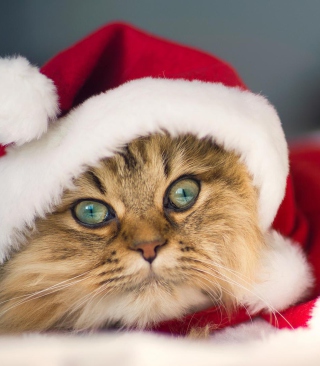 Cute Christmas Cat - Obrázkek zdarma pro 128x160