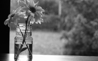 Monochrome Flowers - Fondos de pantalla gratis 