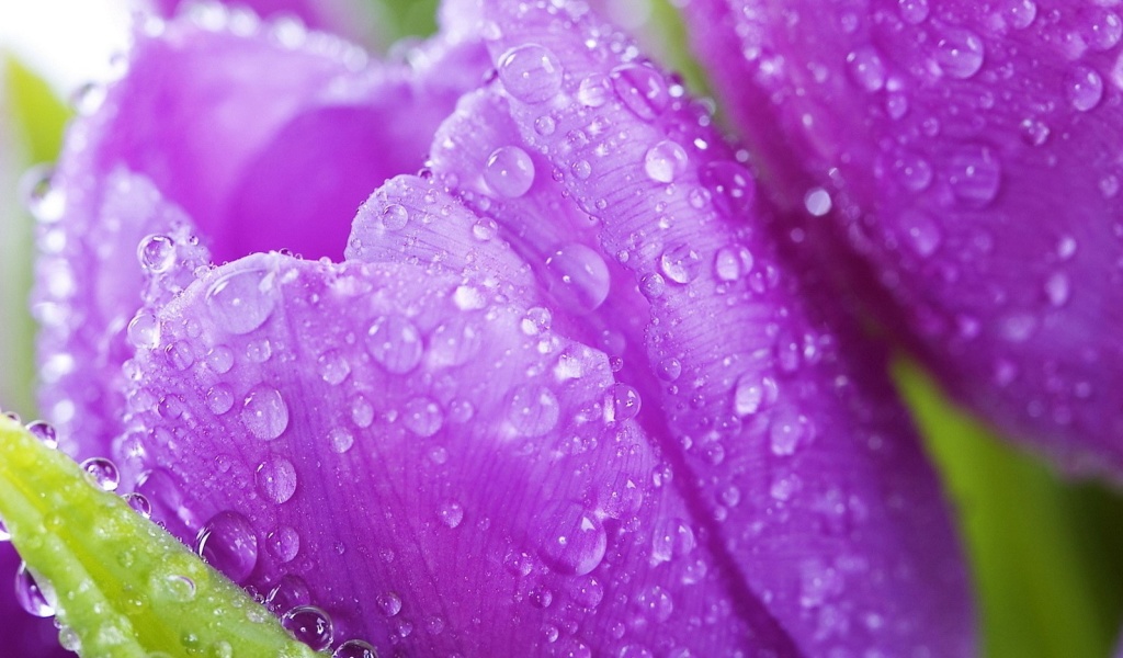 Das Purple tulips with dew Wallpaper 1024x600