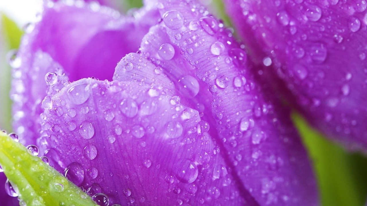 Screenshot №1 pro téma Purple tulips with dew 1280x720
