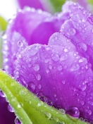 Screenshot №1 pro téma Purple tulips with dew 132x176