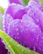 Обои Purple tulips with dew 176x220