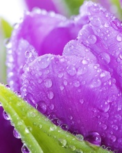 Purple tulips with dew wallpaper 176x220