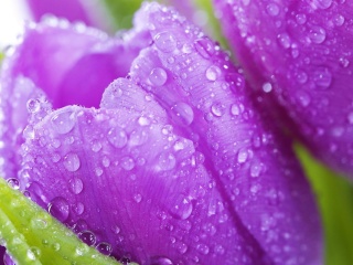Sfondi Purple tulips with dew 320x240
