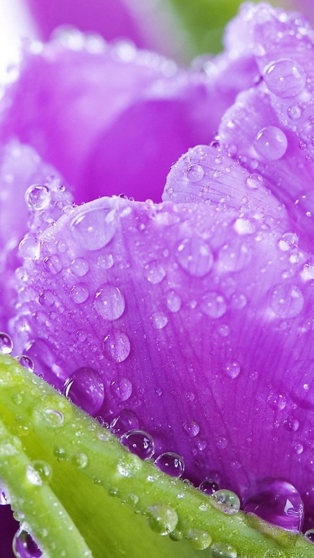 Обои Purple tulips with dew 640x1136