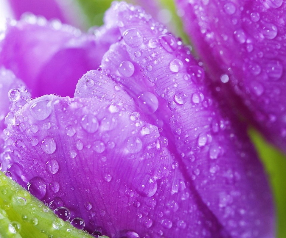 Обои Purple tulips with dew 960x800