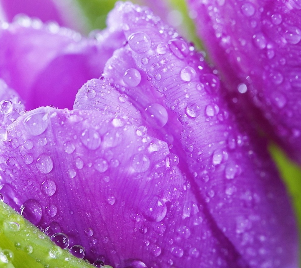 Обои Purple tulips with dew 960x854