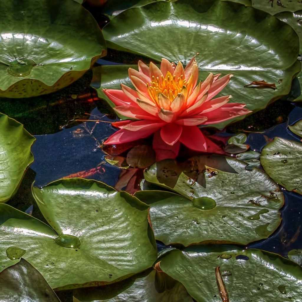 Sfondi Amazing Water Lilly 1024x1024