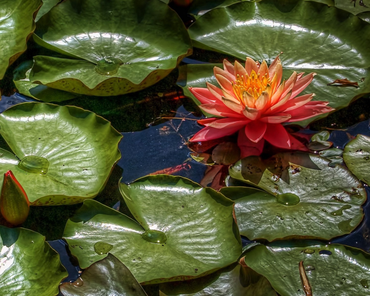 Amazing Water Lilly wallpaper 1280x1024