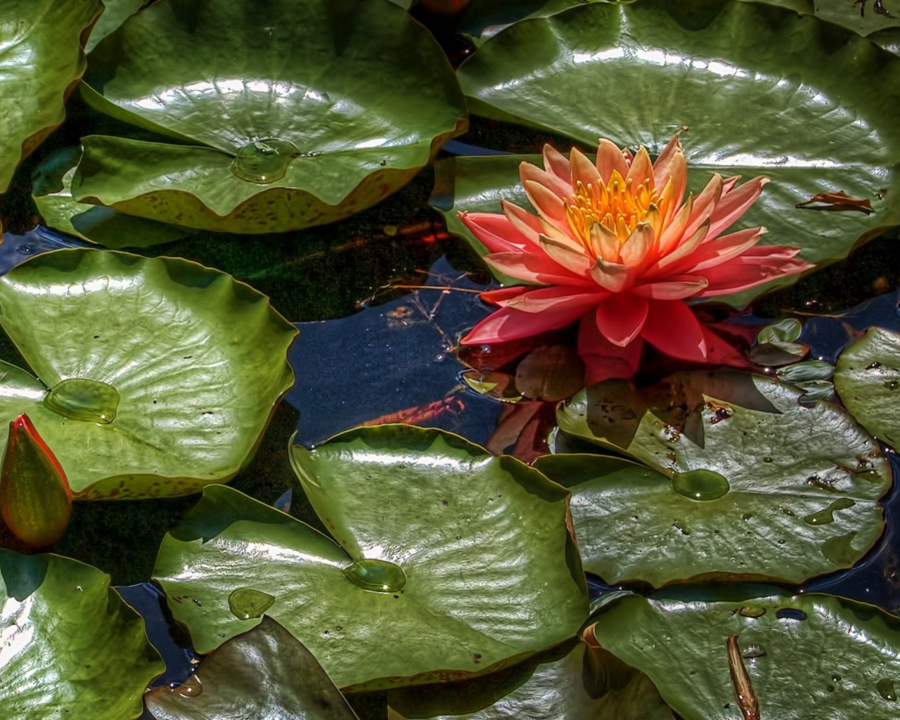 Das Amazing Water Lilly Wallpaper 1280x1024