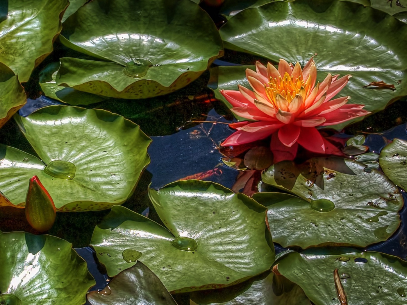 Amazing Water Lilly wallpaper 1400x1050