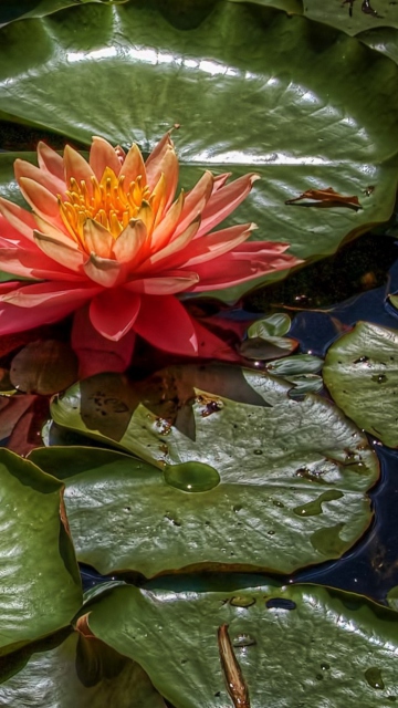 Sfondi Amazing Water Lilly 360x640